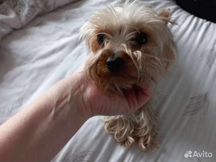 Собака маленькая порода