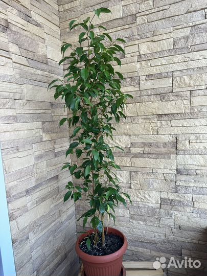 Фикус бенджамина