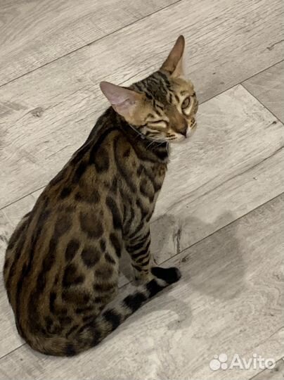 Бенгальская кошка