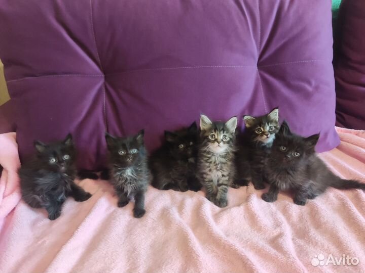Котята мейн-кун