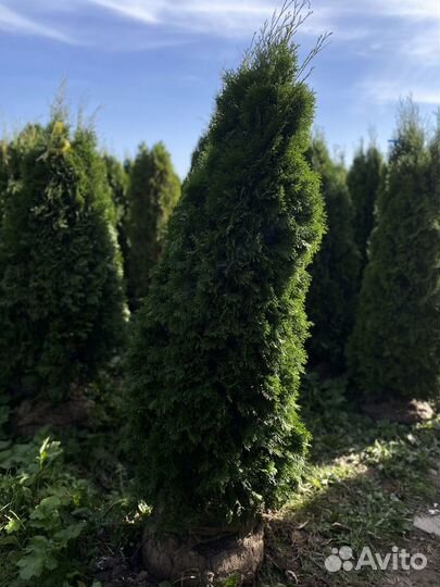 Саженцы Туи смарагд 2,19 метра