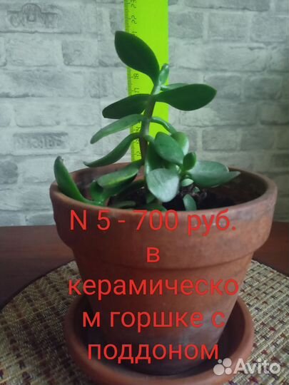 Денежное дерево (крассула)
