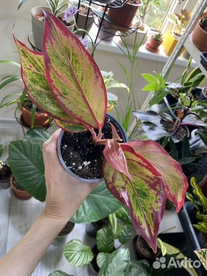 Комнатные растения