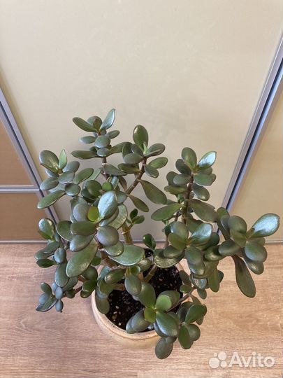 Толстянка-денежное дерево