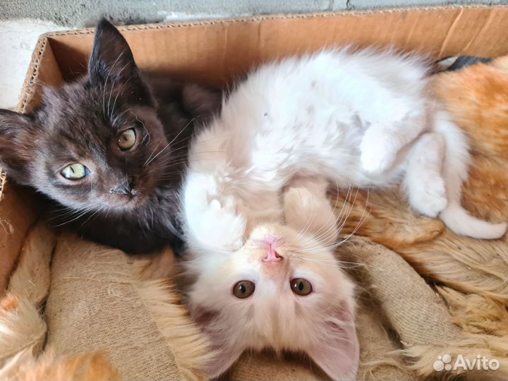 Котята в добрые руки