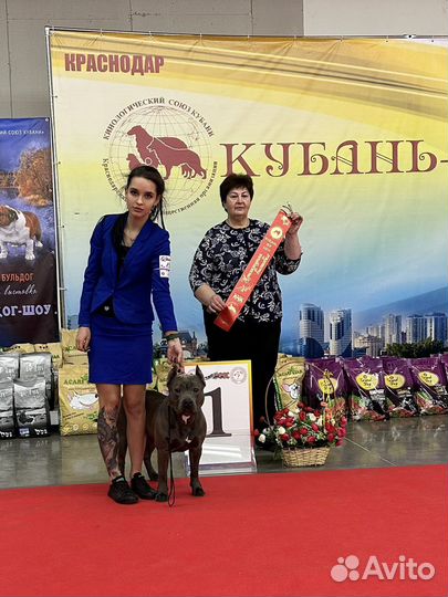 Хендлер, дрессировка и передержка