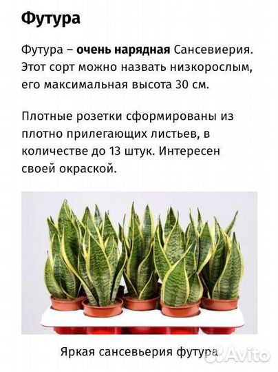 В наличии футура суперба