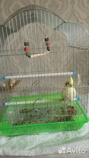 Попугай корелла с клеткой