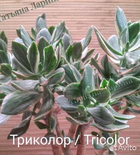 Крассула вариегатная/сортовая (1 )