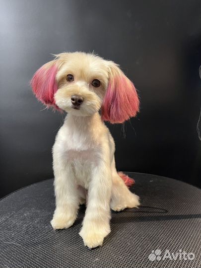 Стрижка мелких собак, грумер