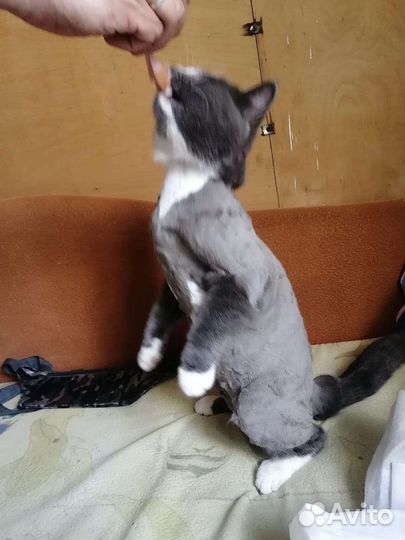 Стрижка кошекГрумер на выезде к клиенту