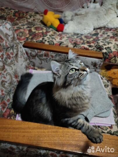 Кошка в добрые руки