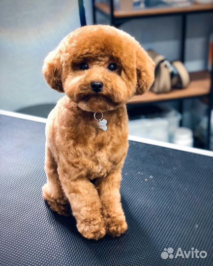 Кинолог РКФ (Помощь в выборе щенка, дрессировка)