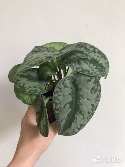 Синдапсус Экзотика, Марбл Квин