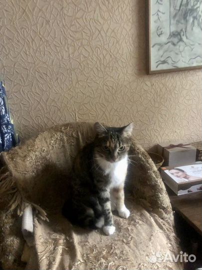 Кошка для частного дома