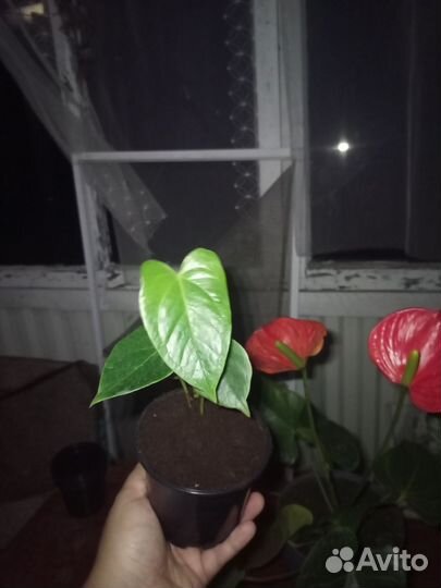 Антуриум красный