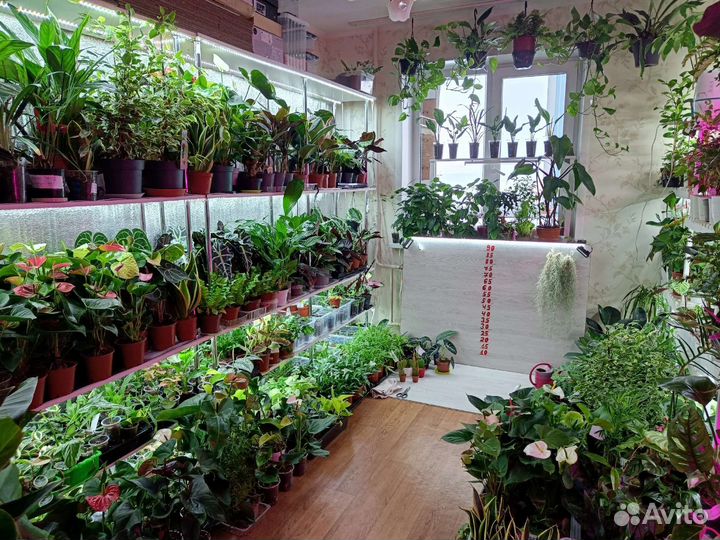 Комнатные растения