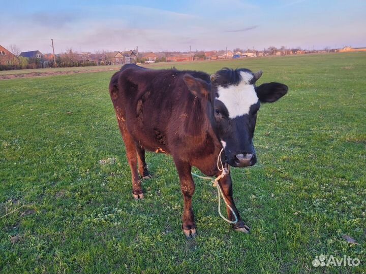 Телки стельные