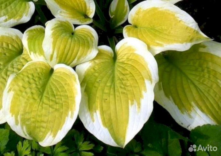 Хосты Дельта Даун