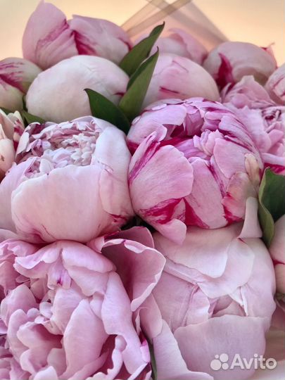 Пионы Голландия