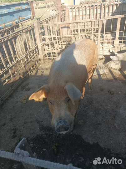 Продам хряка