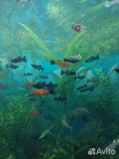 Аквариумные рыбки