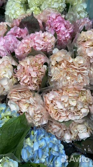Гортензии, Букет из гортензии, 7 9 15 11