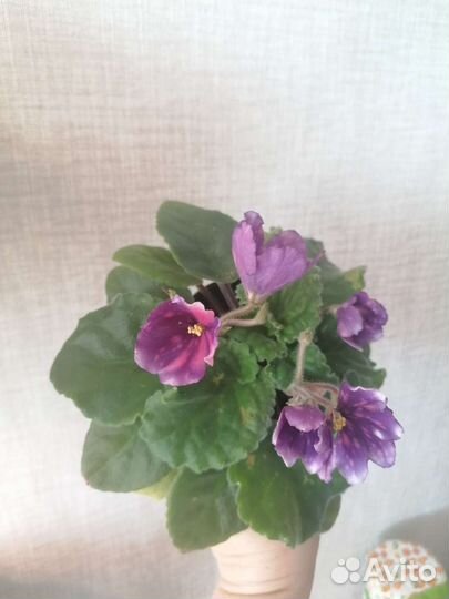 Гибискус, Драцена, Фиалки, Сенсавиерия