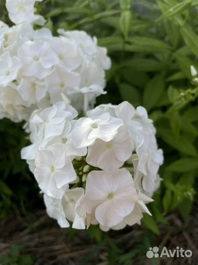 Цветы садовые