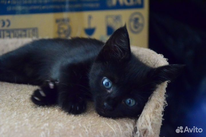 Черный котенок