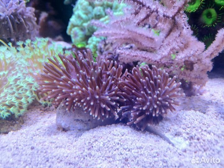 Живые кораллы