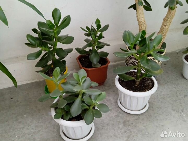 Денежное дерево толстянка