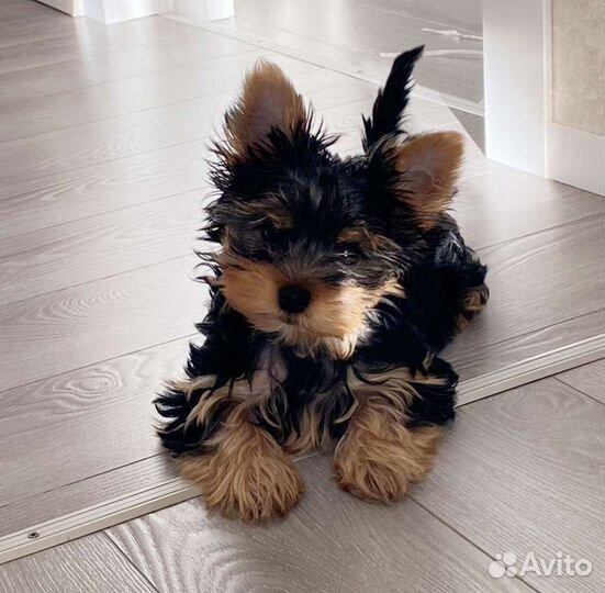 Йоркширский терьер щенки