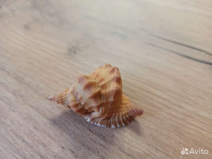 Морская раковина