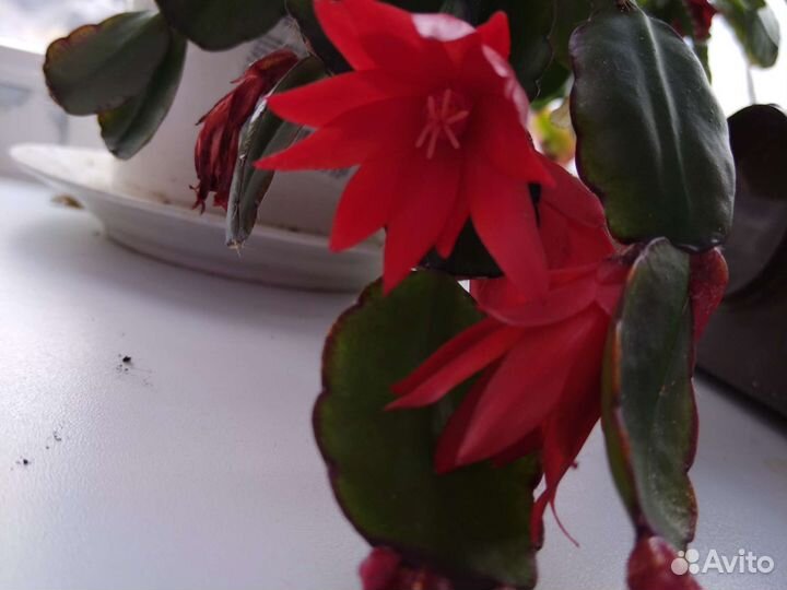 Декабрист красный