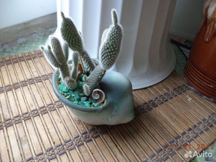 Кактусы