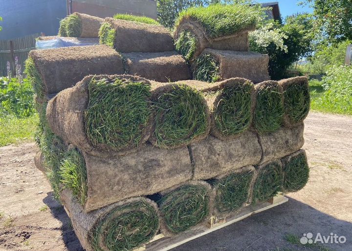 Рулонный газон с укладкой