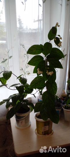 Комнатные растения