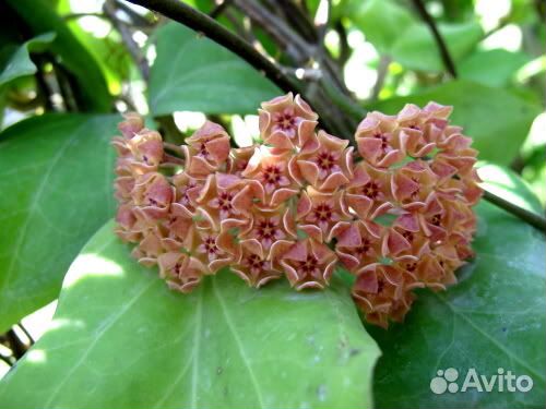 Хойи продажа