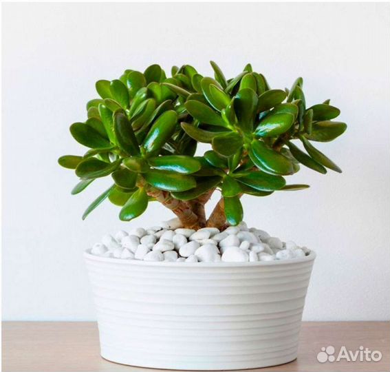Крассула толстянка-денежное дерево