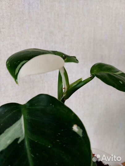 Филодендрон white wizard