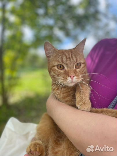 Рыжая кошка в добрые руки