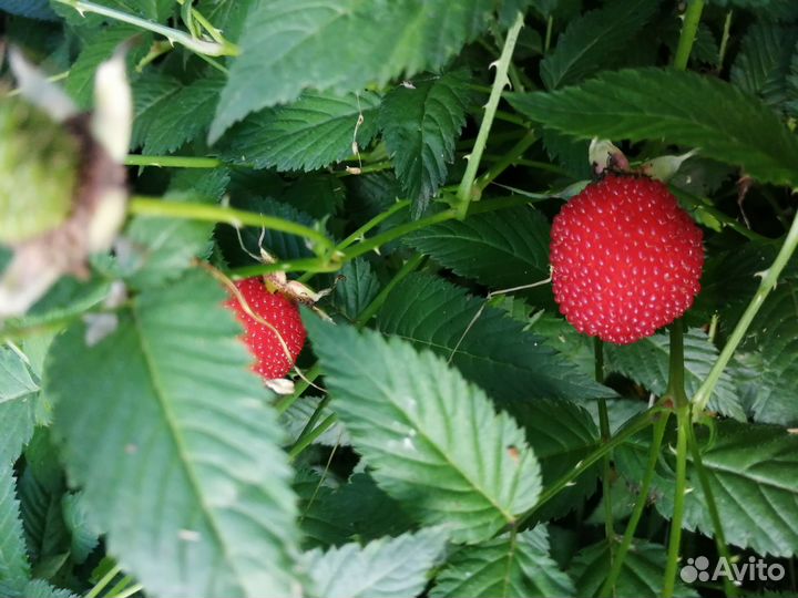 Тибетская малина саженцы