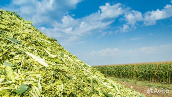 Силос кукурузный