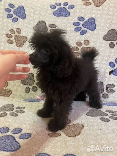 Мальчик тойка - 25тыс