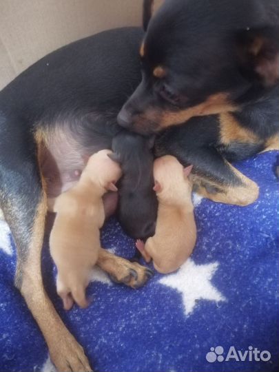 Той-терьер щенки