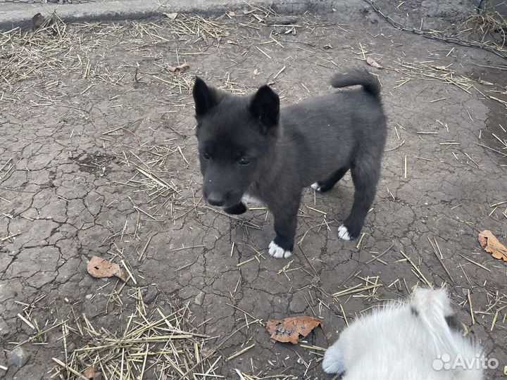 Щенки Лайки