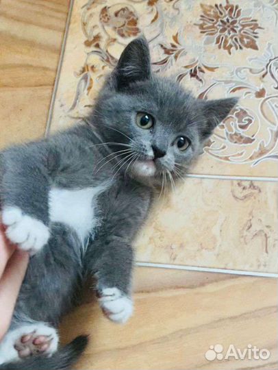 Котята в добрые руки бесплатно