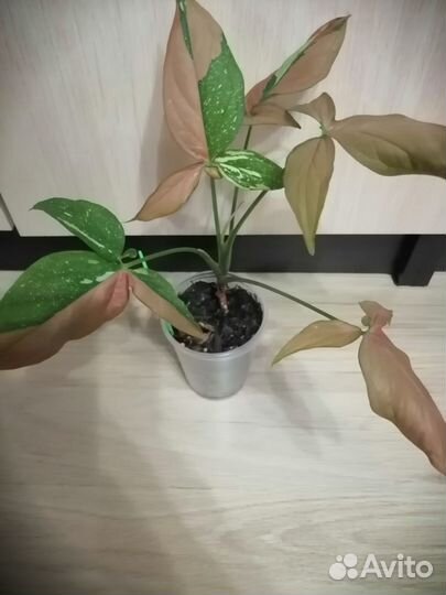 Сингониум ред спот триколор