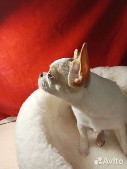 Чихуахуа девочка